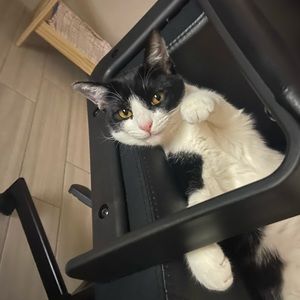 Meet your Posher, Huiyan